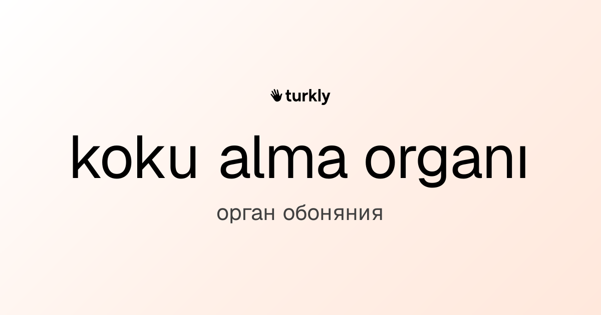 koku alma organı — орган обоняния
